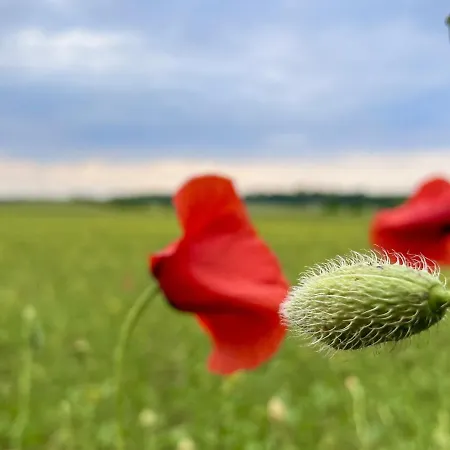 Wakacyjny Dom Letni Tatil Evi