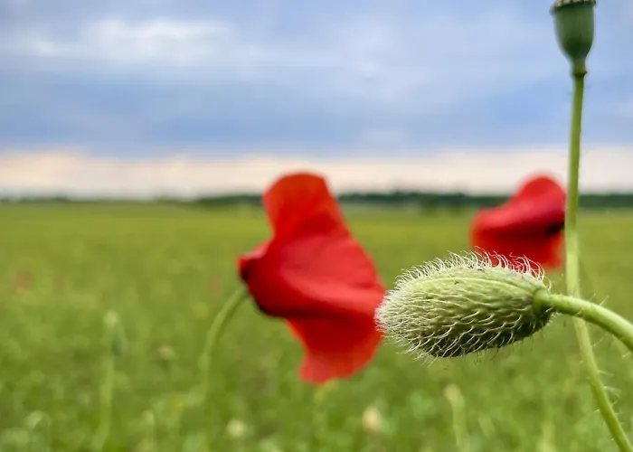 Wakacyjny Dom Letni بيت للعطل